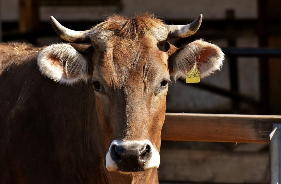 Vacuno de carne y cambio climático