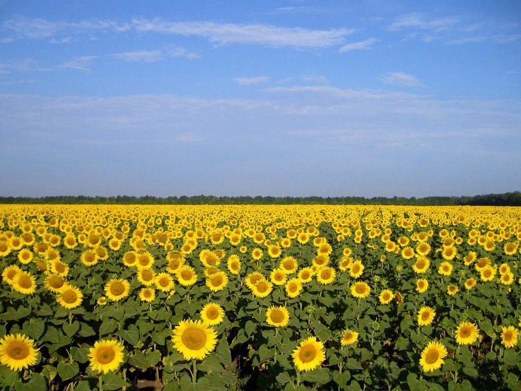 La sequía y el exceso de calor amenazan gravemente también a los cultivos de oleaginosas