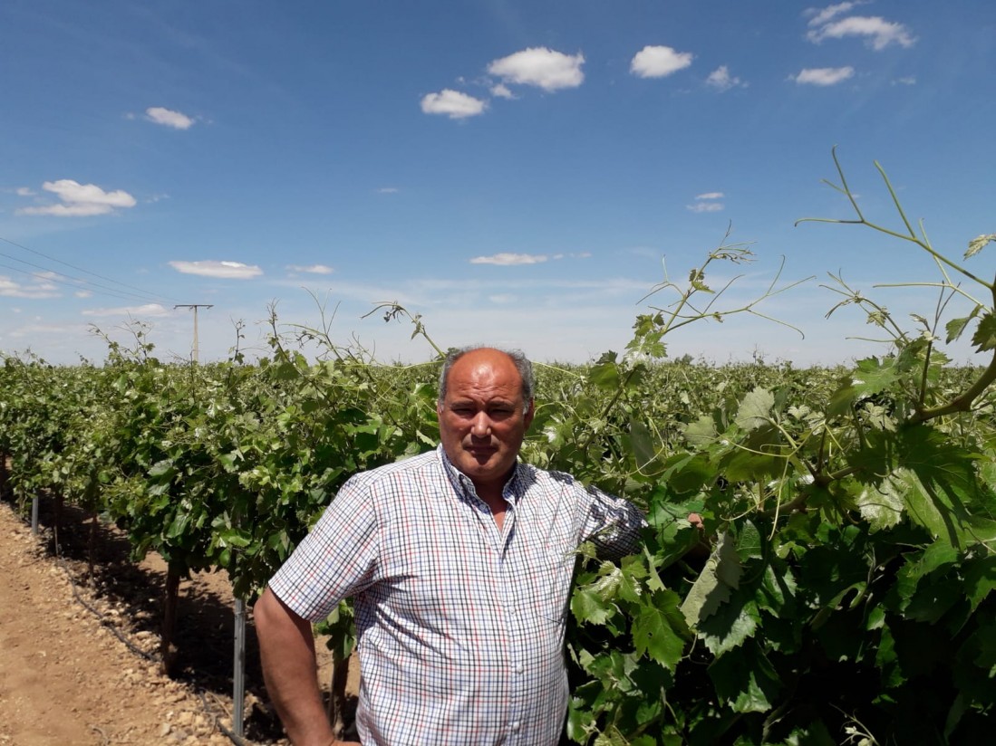 Viñedos de alto rendimiento con una nutrición de calidad