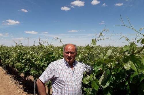 Viñedos de alto rendimiento con una nutrición de calidad