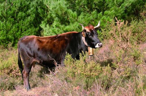 España pone en marcha un plan para controlar la temperatura en el transporte de animales vivos por carretera