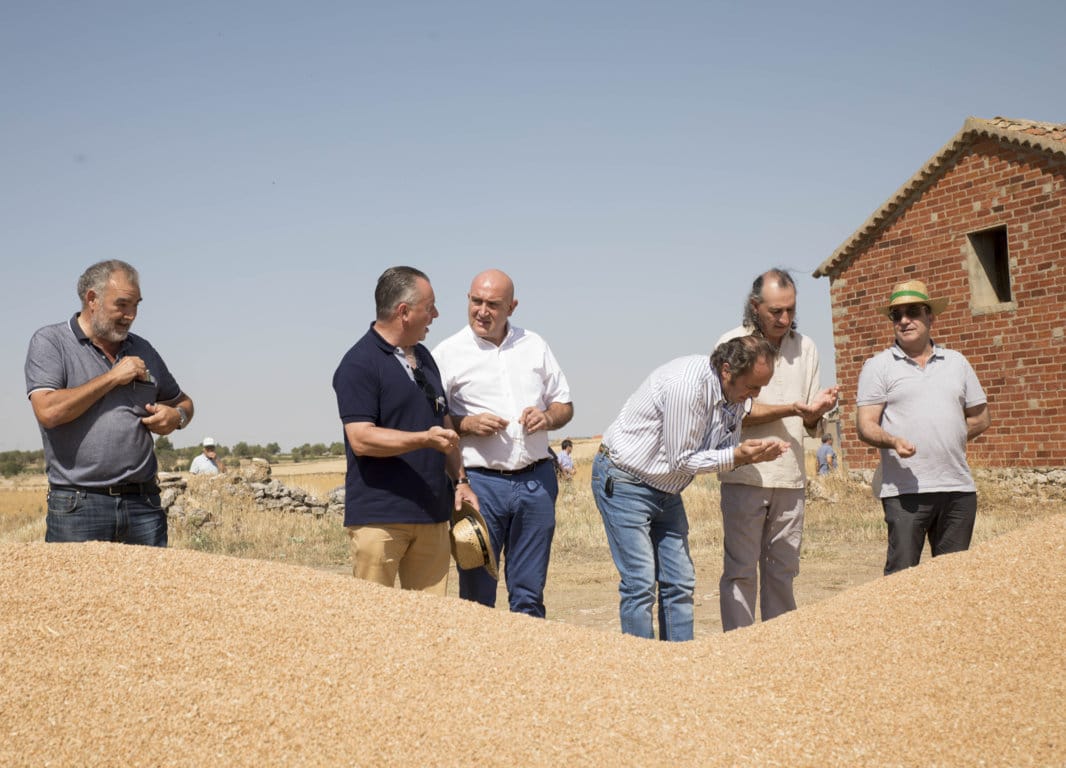 La cosecha de cereal de invierno en Castilla y León se reduce hasta solo 4,8 Mt por la sequía en 2019/20