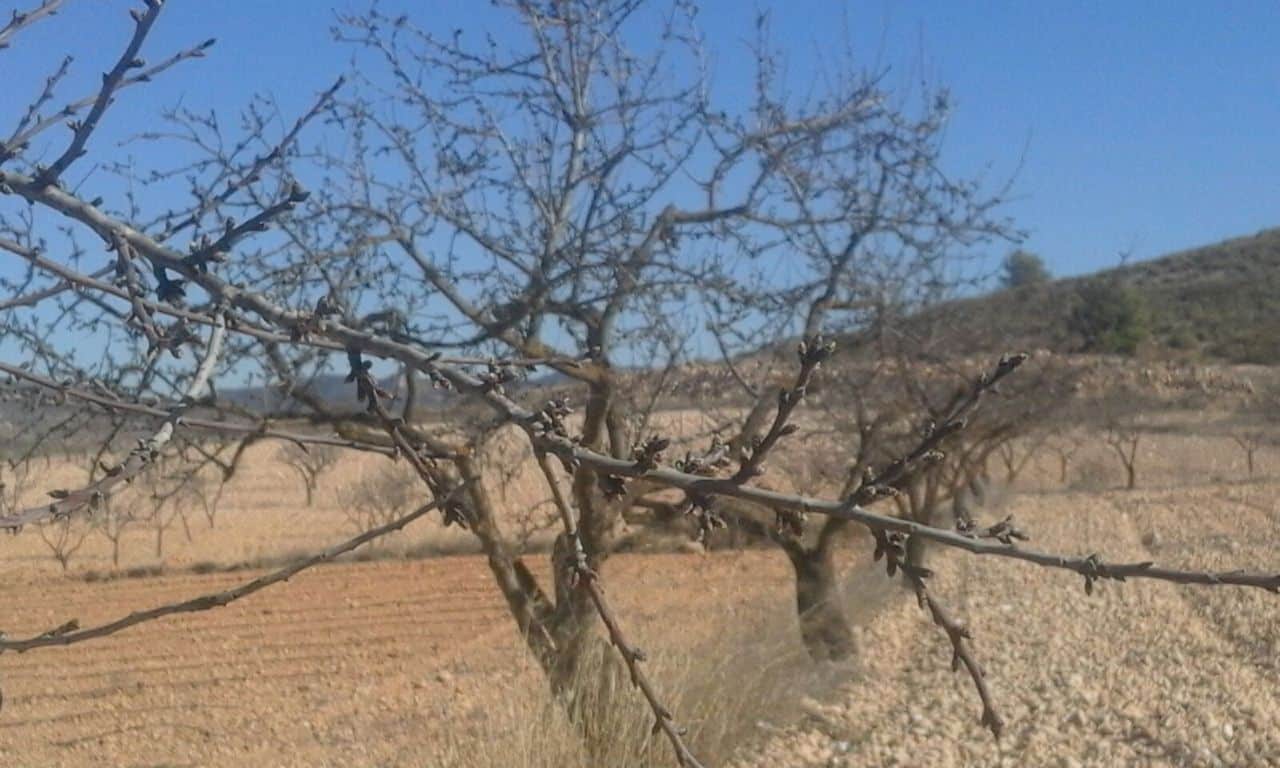 Cooperativas reclama también al MAPA recuperar la ayuda nacional a la superficie de frutos secos