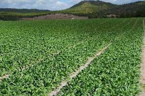 KWS Vegetables presenta en Murcia sus nuevas variedades de espinaca y refuerza su programa «Espinaca 365»