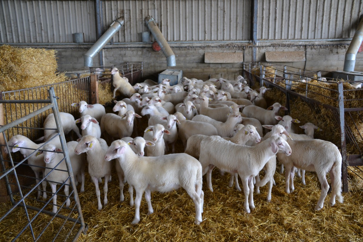 El ganado ovino en España y los sistemas de explotación