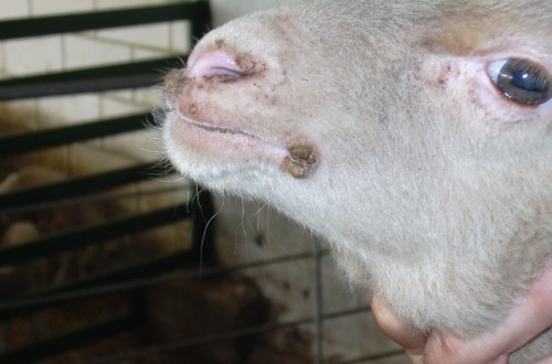 Enfermedades emergentes y bioseguridad en explotaciones ovinas y caprinas