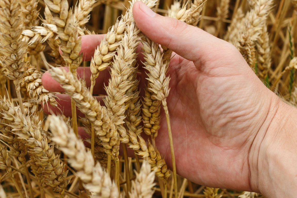 Cooperativas estima una cosecha corta de cereales de 17,5 Mt en la actual campaña 2019/20