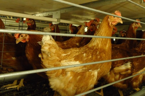 Principales retos del sector avícola