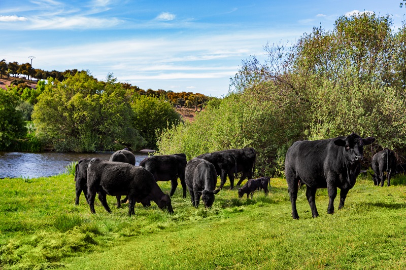 Vergara Life, nuevo proyecto que busca la mejora genética de la raza Angus