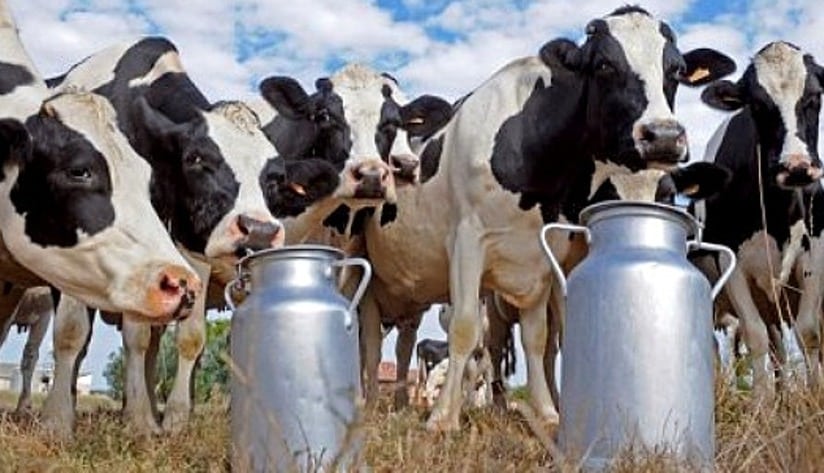Las entregas de leche de vaca subieron un 0,5% en mayo sin apenas cambios en los precios