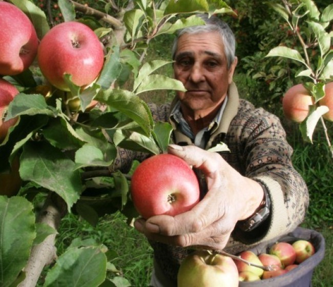 Recuperación de la cosecha nacional de manzana y pera en la nueva campaña 2019/20