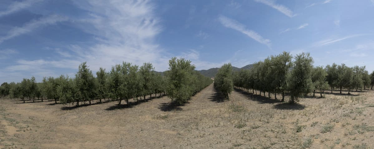 El sistema Todolivo Olivar en Seto presenta un balance positivo de huella de carbono