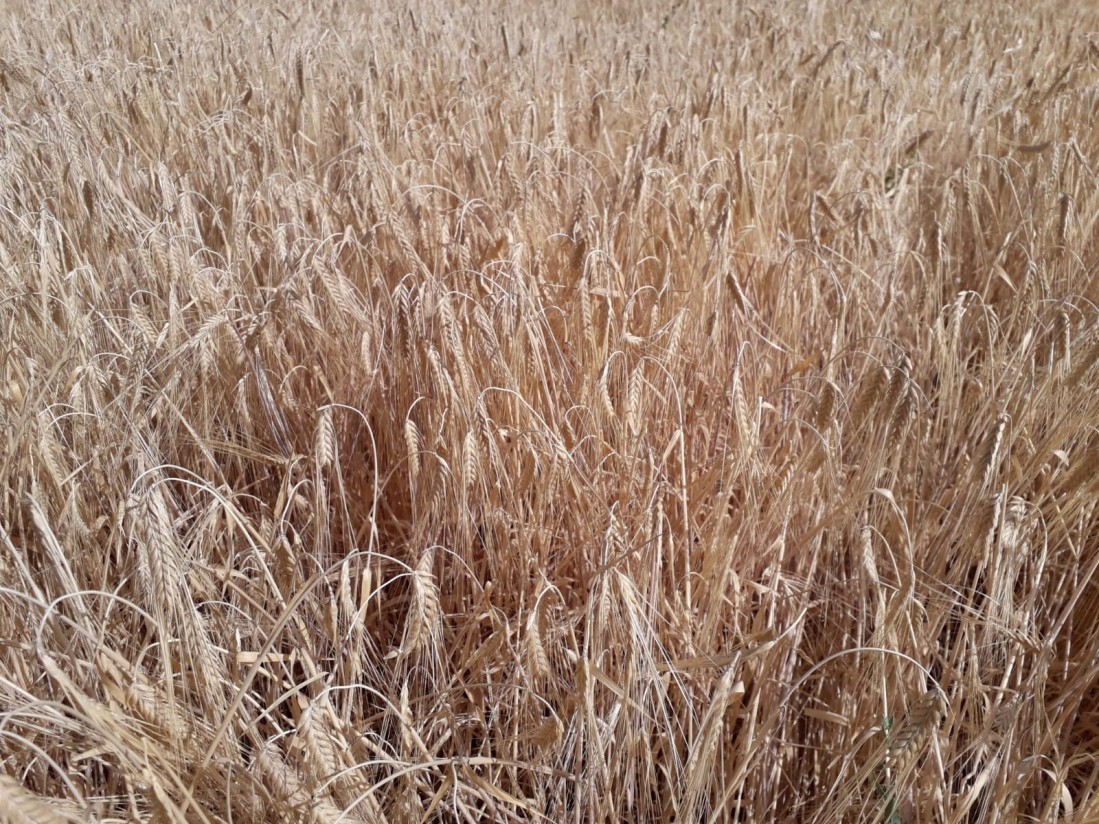 Agroseguro inicia primer pago de 42,5 M€ por siniestros de sequía en cereal de invierno y leguminosas