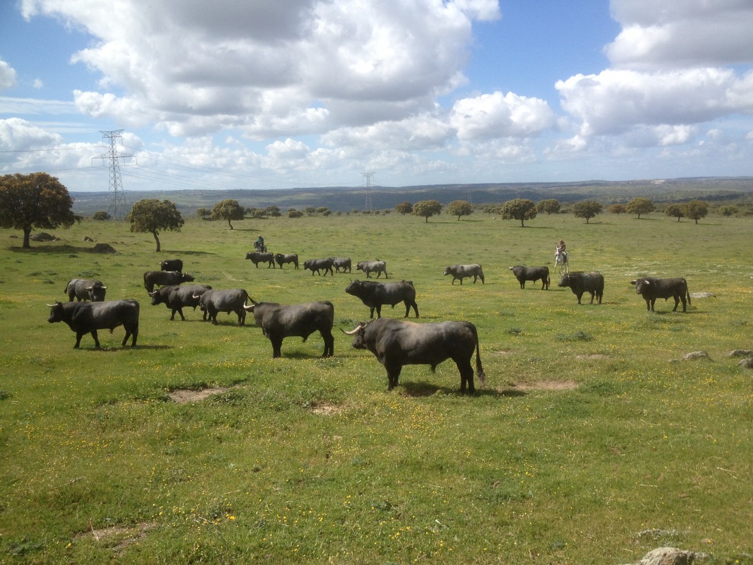 Problemas respiratorios en ganado bovino de lidia