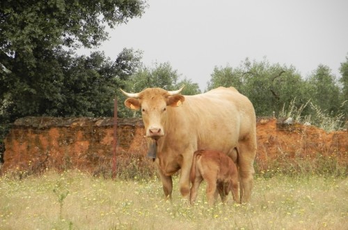 Los veterinarios apuntan a la sequía y al aumento de la fauna silvestre como causas de la propagación de la EHE