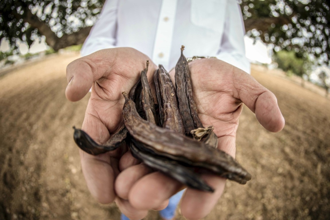 Apuesta por la profesionalización y la unidad del sector de la algarroba valenciano