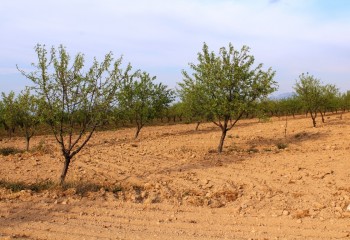 Asaja Alicante pide un plan de ayudas para replantar almendros muertos por la sequía