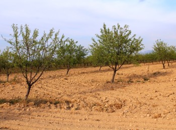 Asaja Alicante pide un plan de ayudas para replantar almendros muertos por la sequía
