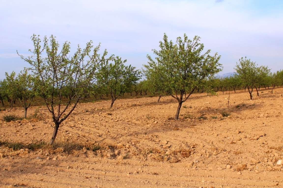 Unas 13.000 toneladas de Comuna, 1.200 de Marcona y 750 de Largueta, previsión de cosecha de almendra en Andalucía