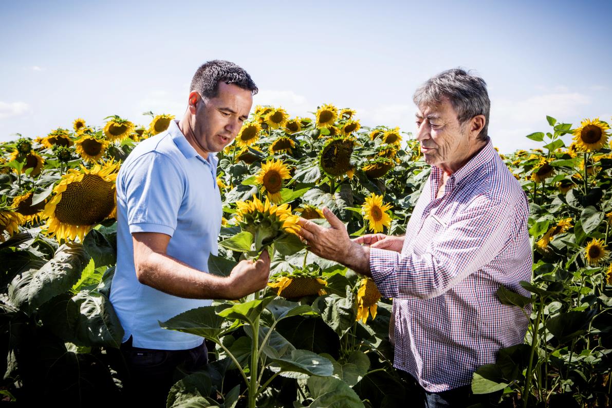 Basf firma un acuerdo con Euralis Semillas para entrar en el mercado de semillas de girasol