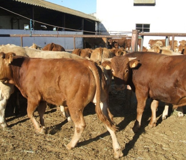 El sector bovino español activa los programas para el uso razonable de antibióticos