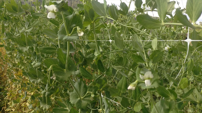 Un agricultor, condenado por explotación ilegal de variedades protegidas de leguminosa