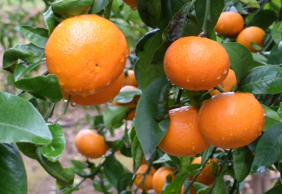 La mandarina Orri consolida sus ventas en esta campaña con cerca de 52,1 millones de kilos