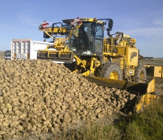 Asaja alerta de un «desastre agronómico» en la remolacha leonesa