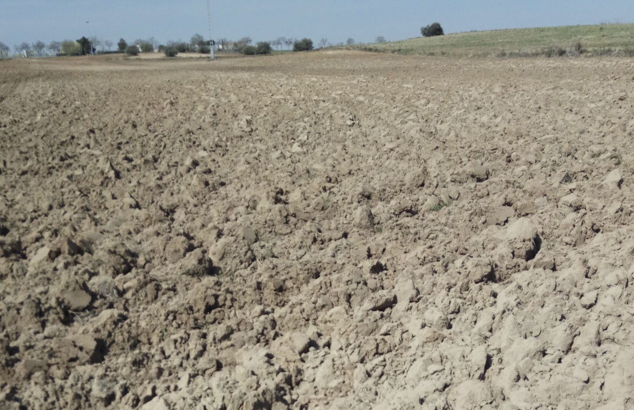 Las indemnizaciones del seguro agrario por sequía en el cereal superarán los 100 M€ esta campaña