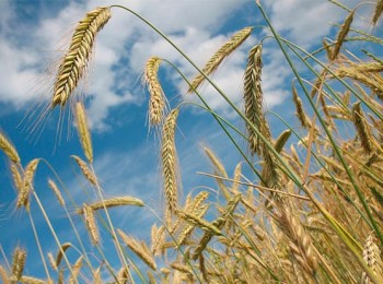 Agroseguro ha pagado ya más del 80% de las indemnizaciones por daños en cultivos herbáceos