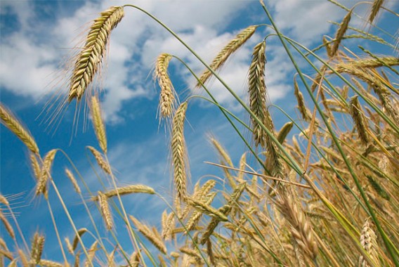 Agroseguro ha pagado ya más del 80% de las indemnizaciones por daños en cultivos herbáceos