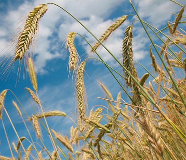 Agroseguro ha pagado ya más del 80% de las indemnizaciones por daños en cultivos herbáceos