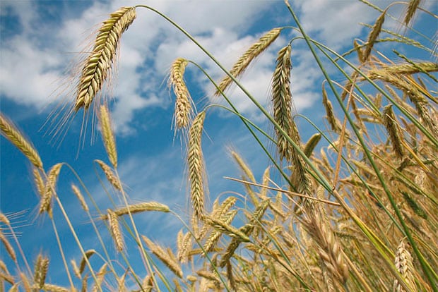 Nueva sentencia condenatoria por la explotación ilegal de variedades vegetales protegidas