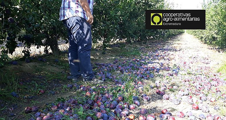Cooperativas Extremadura y AFRUEX piden medidas urgentes por la grave situación de los fruticultores