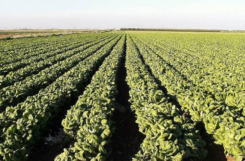 Murcia asesora a 2.100 agricultores para que avancen en la mejora y tecnificación de sus explotaciones
