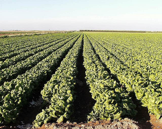 Máximo histórico en valor de la exportación de frutas y hortalizas frescas en el primer semestre de 2019