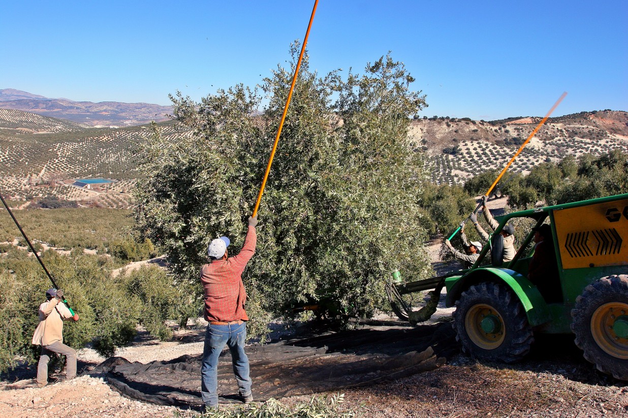 A partir del próximo 1 de septiembre se podrán contratar los seguros del olivar y frutos secos