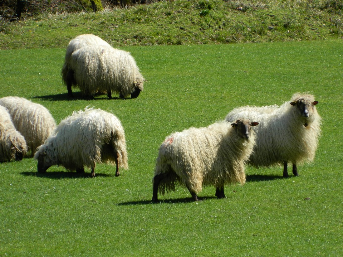 SheepNet identifica los retos para mejorar la productividad del ganado ovino