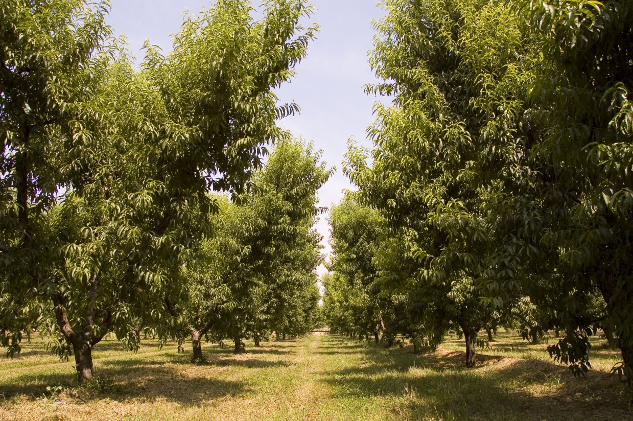 COAG: fruta de hueso más barata al consumidor y ruinosa para el agricultor