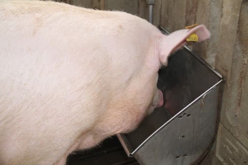 El sector porcino reduce en más de un 14% las emisiones de metano