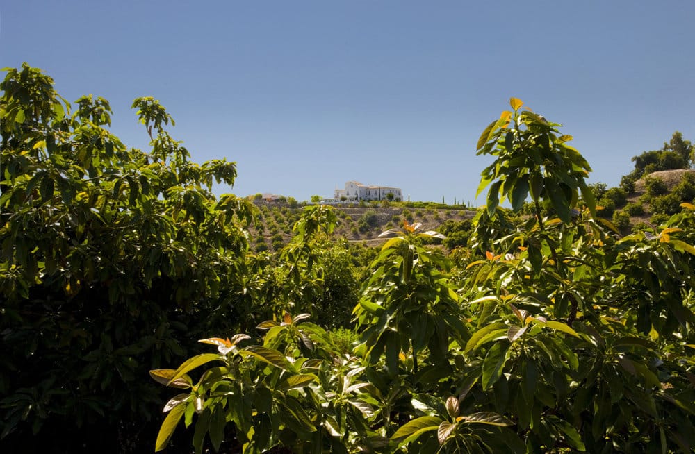 Andalucía registra un nuevo récord de exportaciones de frutas subtropicales