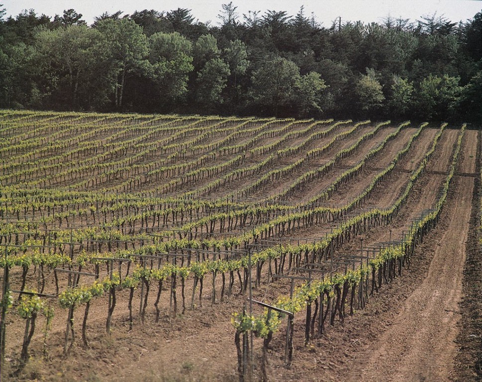 Viticultores valencianos protestarán también el 5-S por la crisis de precios de la uva para cava