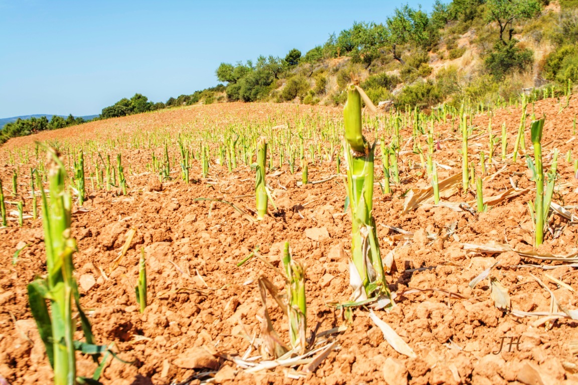 Reclaman a la Administración valenciana soluciones urgentes ante los daños de la fauna salvaje