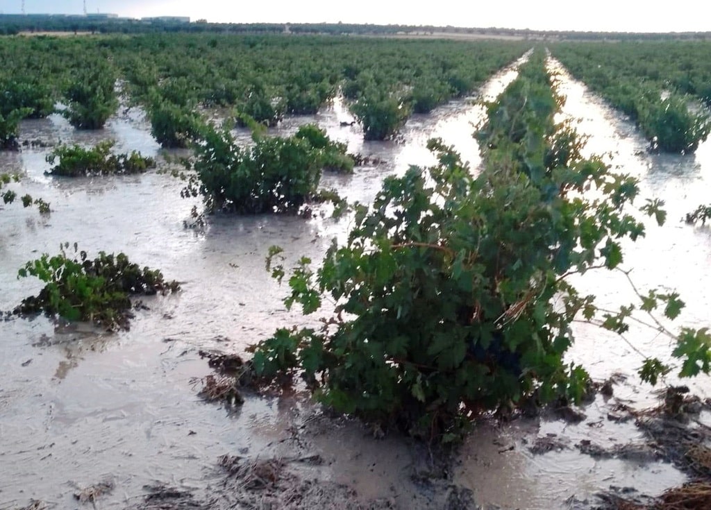 El granizo destroza más de un 90% de la cosecha de aceituna y un 75% de la de uva en Arganda del Rey