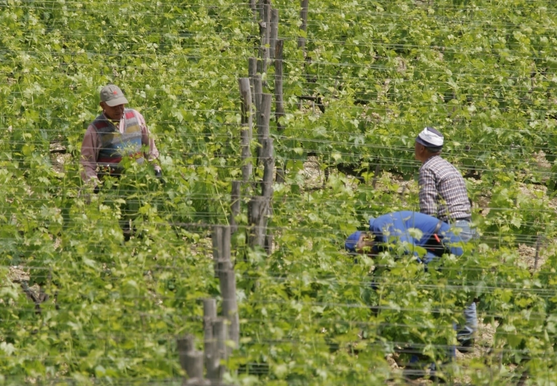 El paro agrícola bajó un 2,44% en julio y se sitúa en 149.499 desempleados