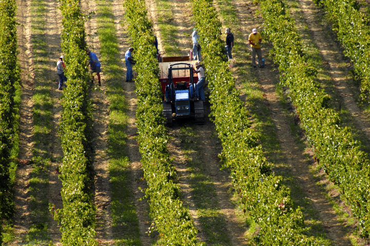 Pocas uvas y de calidad, pero incomprensibles bajos precios. Por Jaime Lamo de Espinosa