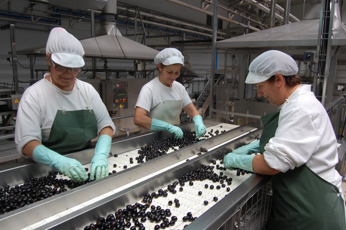 España pierde ya la mitad del mercado de exportación de aceitunas negras en Estados Unidos