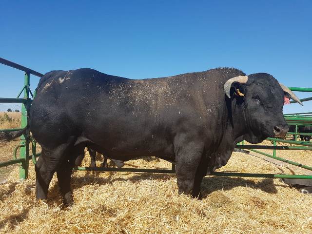 Ávila acoge la 43º Feria de la Raza Avileña-Negra Ibérica