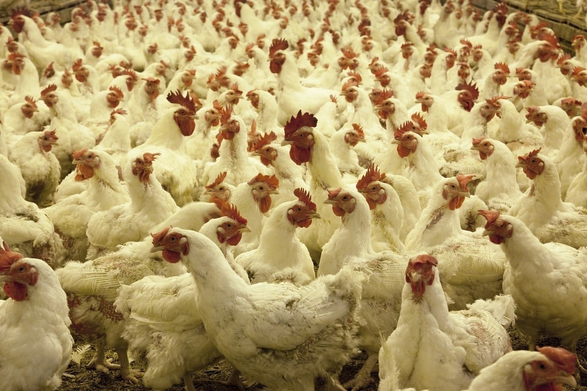 Unión de Uniones defiende la estructura de las granjas avícolas familiares profesionales frente a las microgranjas