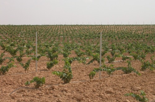 Aprobado el RD 536/2019 que vuelve a cambiar la regulación del potencial de producción vitícola nacional